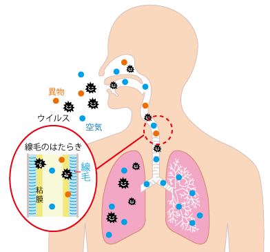 肺の免疫システム